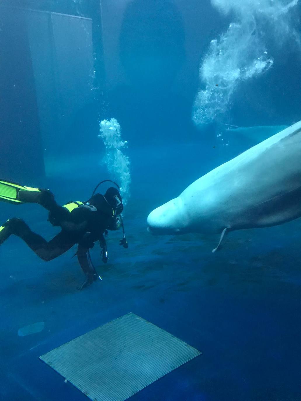 La Fundación Sea Life Trust libera dos ballenas de su cautiverio en un acuario de Shanái y cuenta para ello con el malagueño Michel Torres