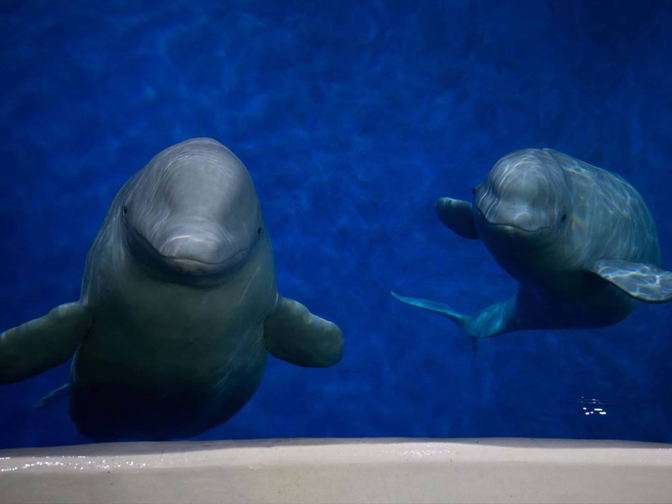 La Fundación Sea Life Trust libera dos ballenas de su cautiverio en un acuario de Shanái y cuenta para ello con el malagueño Michel Torres