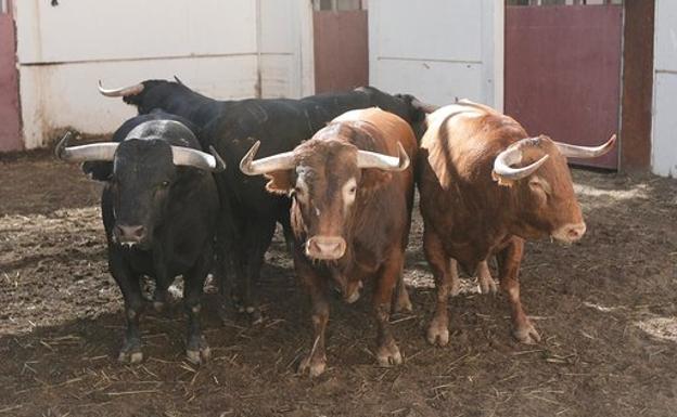 Imagen principal - Arriba, toros de Garcigrande y Domingo Hernández para esta tarde en Málaga. Abajo, detalles de la decoración en la plaza de toros.