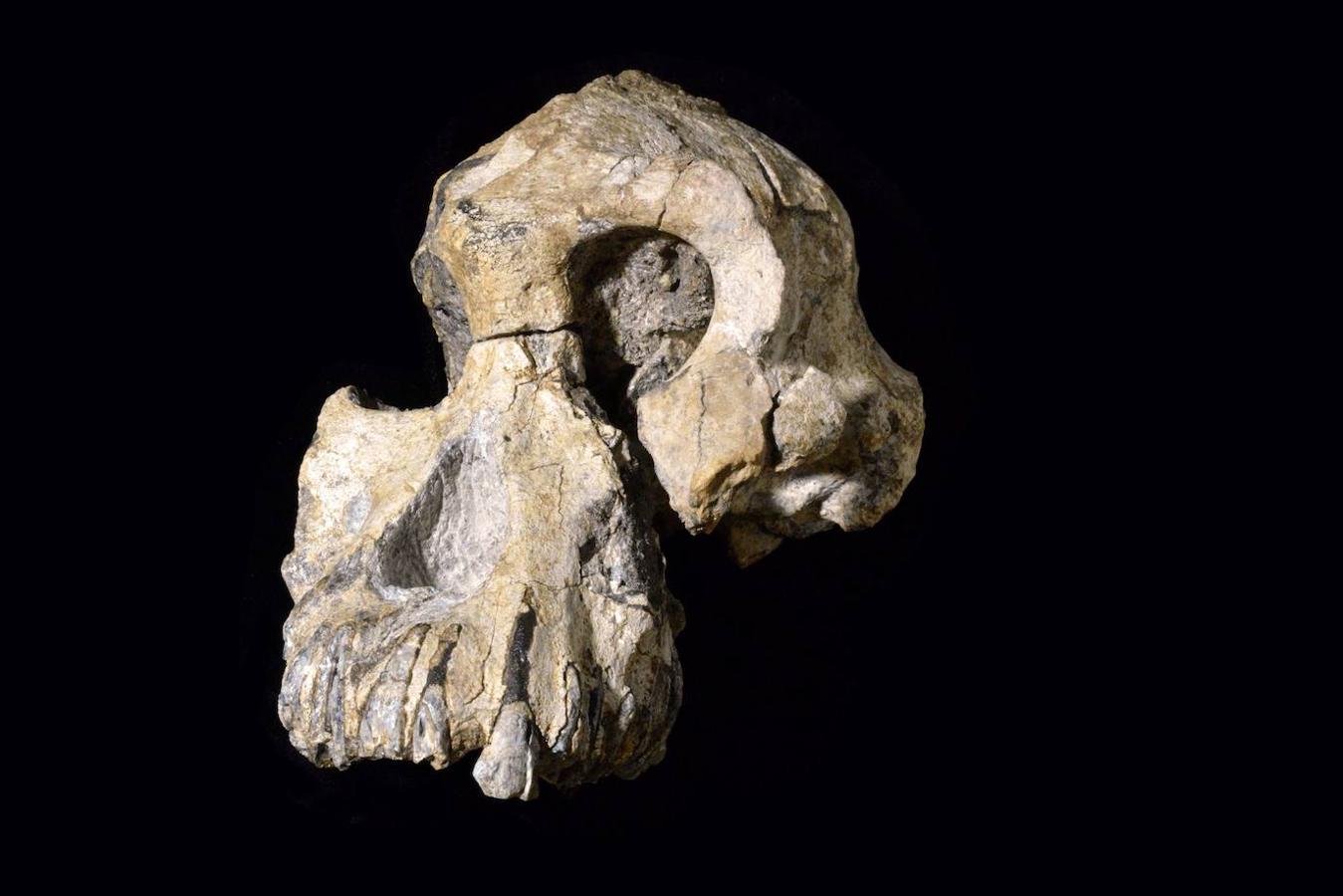 Un cráneo de Australopithecus «notablemente completo» de 3,8 millones de años de antigüedad fue descubierto en Etiopía, en que no está lejos de donde fue encontrado Lucy, según el artículo que publicó la revista 'Nature' este miércoles. Ha sido un descubrimiento que una vez más desafía nuestra comprensión de la evolución humana.