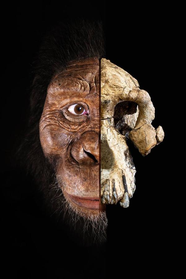 Un cráneo de Australopithecus «notablemente completo» de 3,8 millones de años de antigüedad fue descubierto en Etiopía, en que no está lejos de donde fue encontrado Lucy, según el artículo que publicó la revista 'Nature' este miércoles. Ha sido un descubrimiento que una vez más desafía nuestra comprensión de la evolución humana.