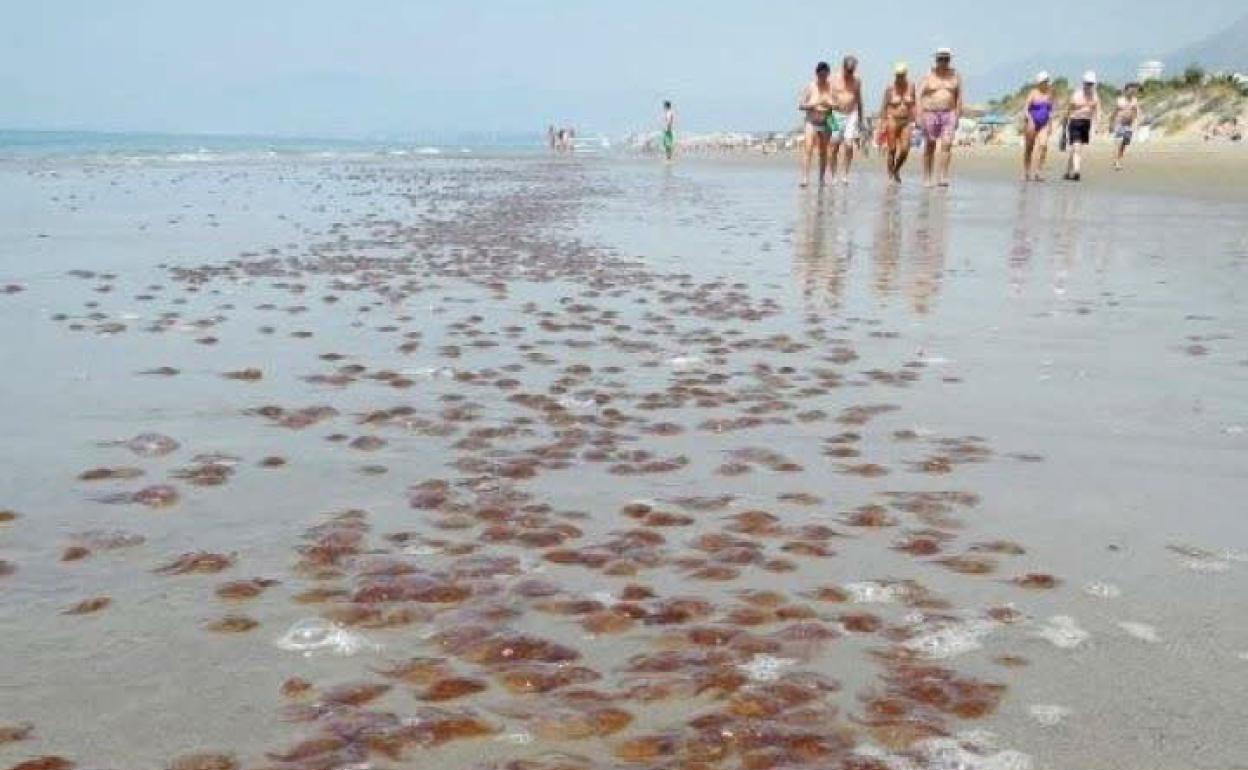 Enjambre de medusas en la orilla de una playa malagueña durante el verano de 2018. 
