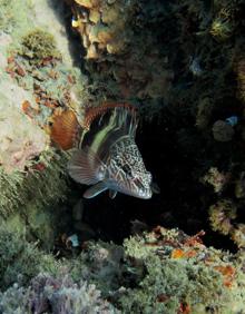 Imagen secundaria 2 - Gorgonia naranja; Gorgonia Roja; Pez Escribano