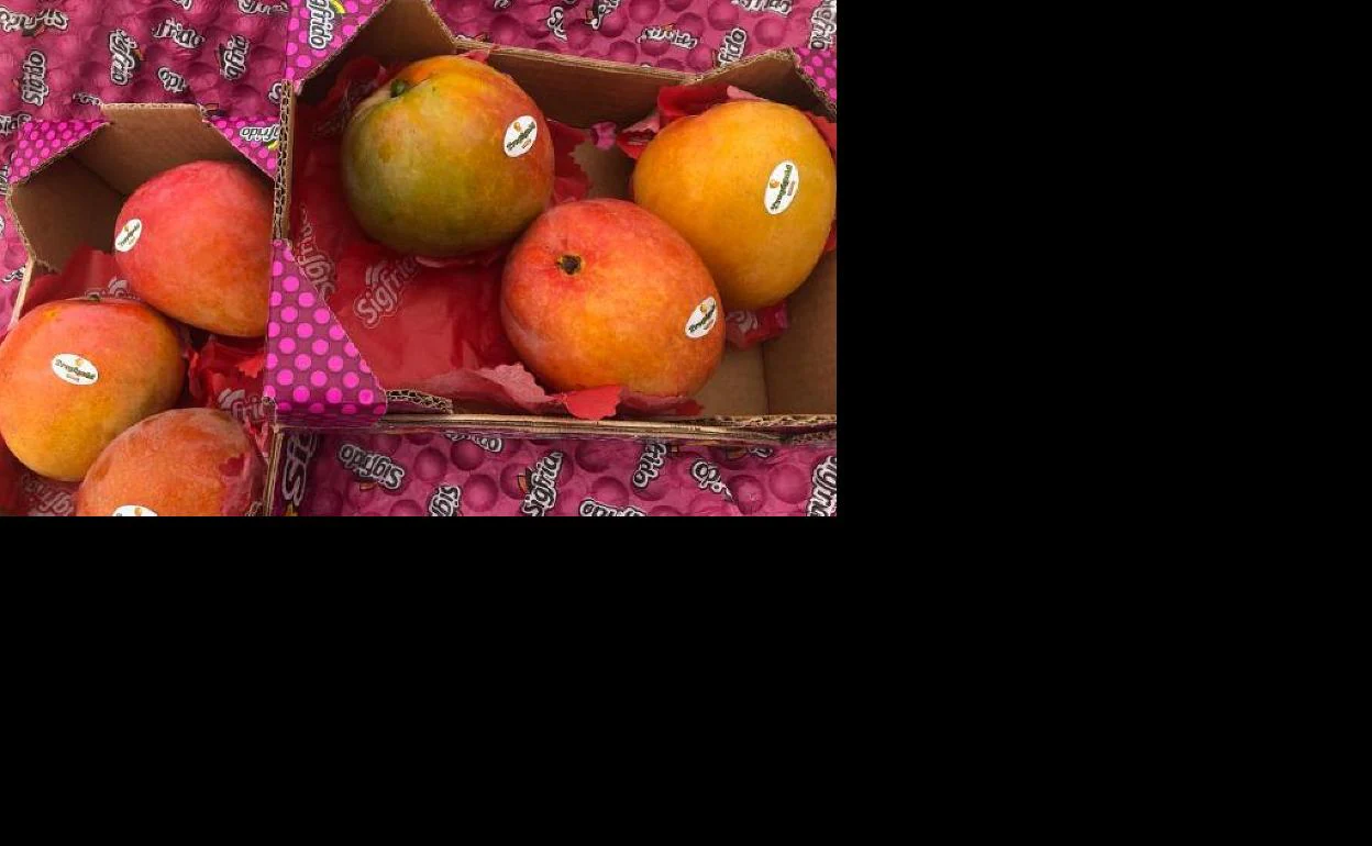 Tropigold mango es una variedad protegida más temprana, sin fibra, carnosa y muy dulce 