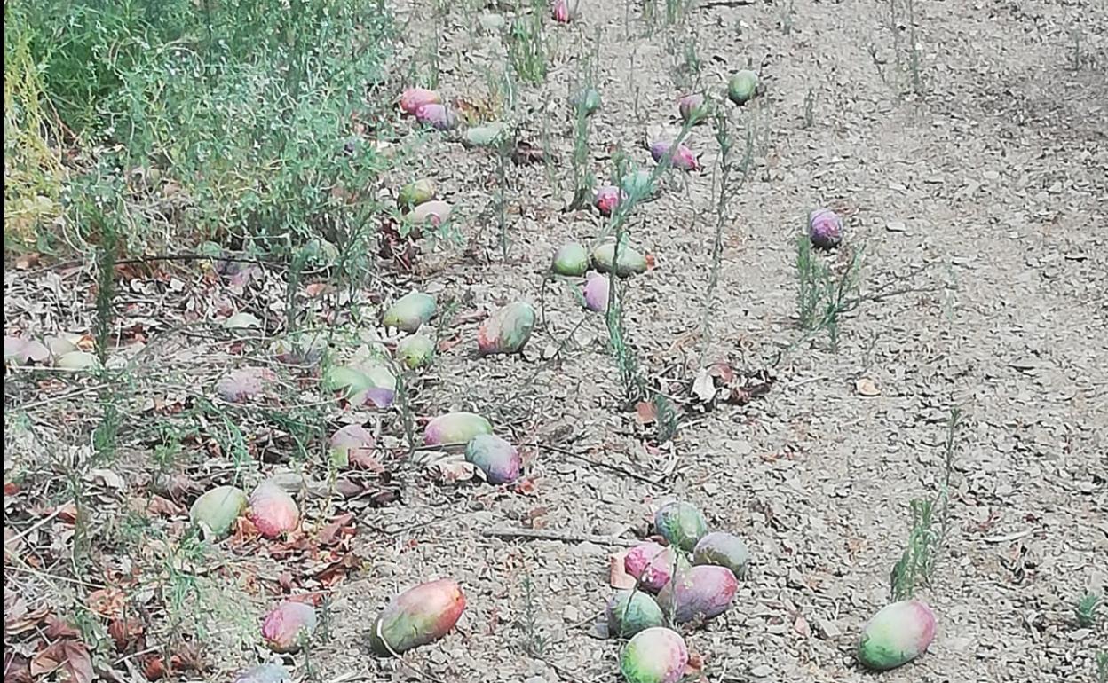 Finca de mango en el El Trapiche afectada por el temporal de viento 