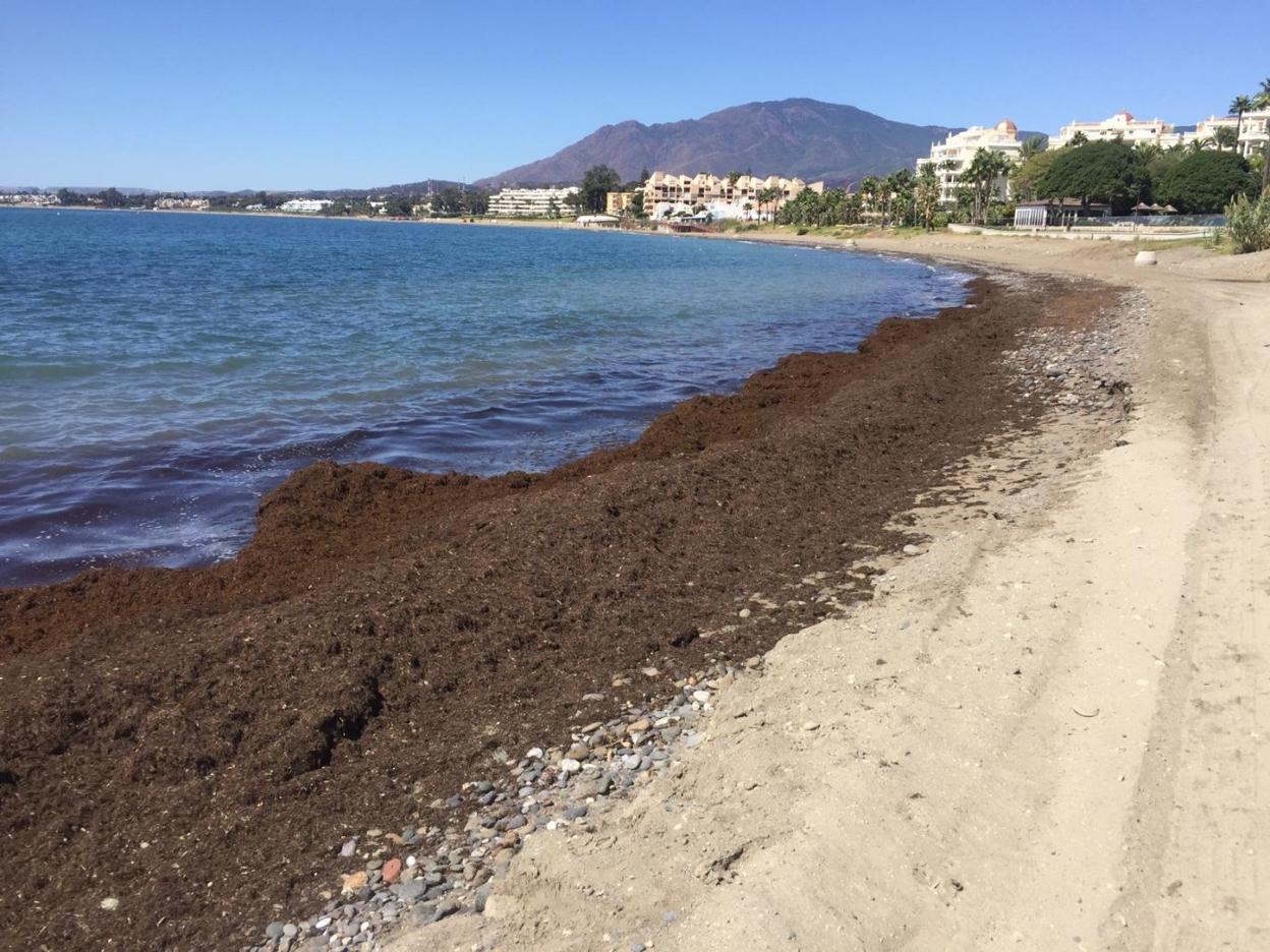 Imagen de las algas en la costa tomada tras el último temporal.