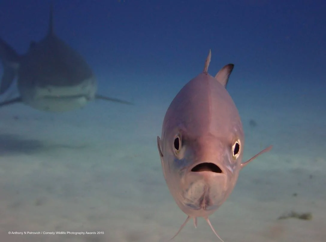 Los candidatos a la fotografía de animales más divertida