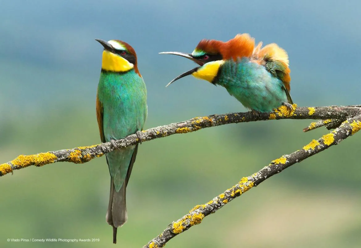 Los candidatos a la fotografía de animales más divertida