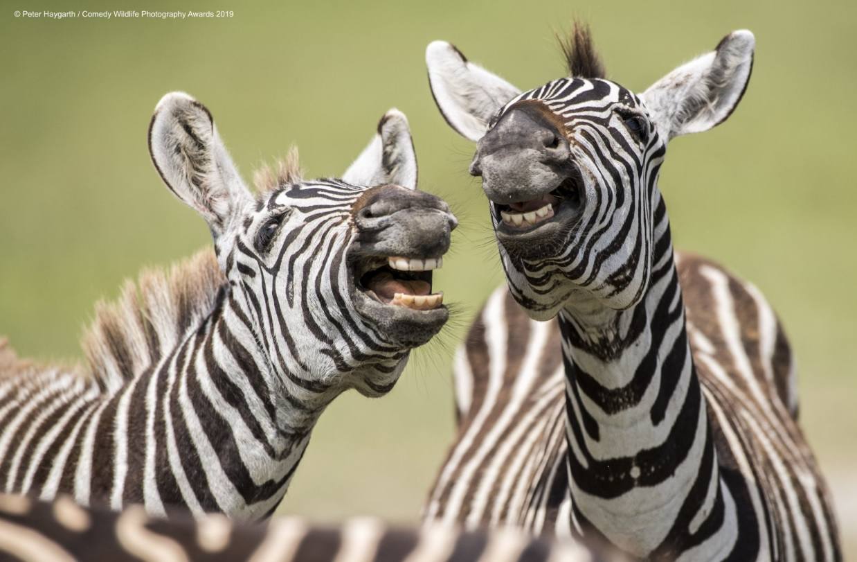 Los candidatos a la fotografía de animales más divertida