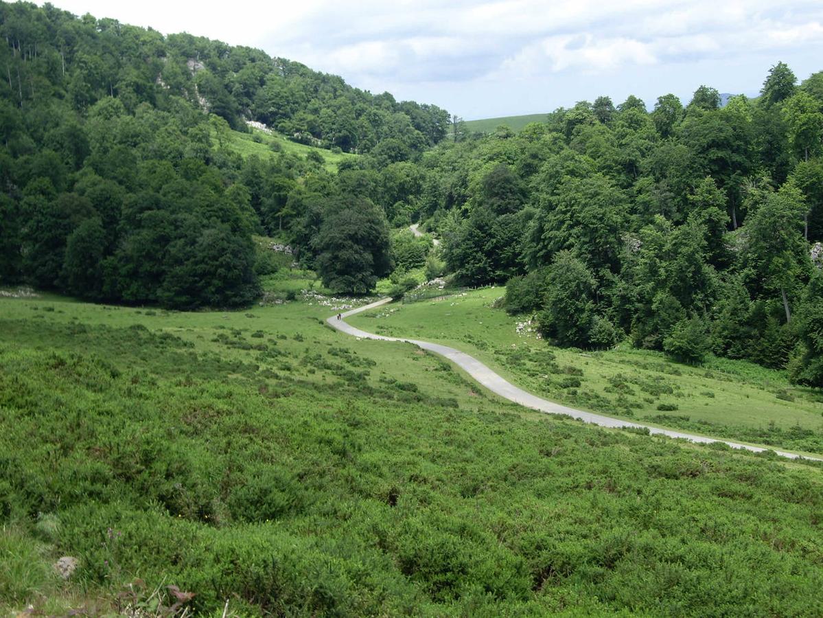 Selva de Irati (Navarra).