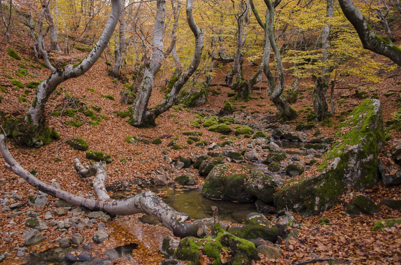 Faedo de Ciñero (León).