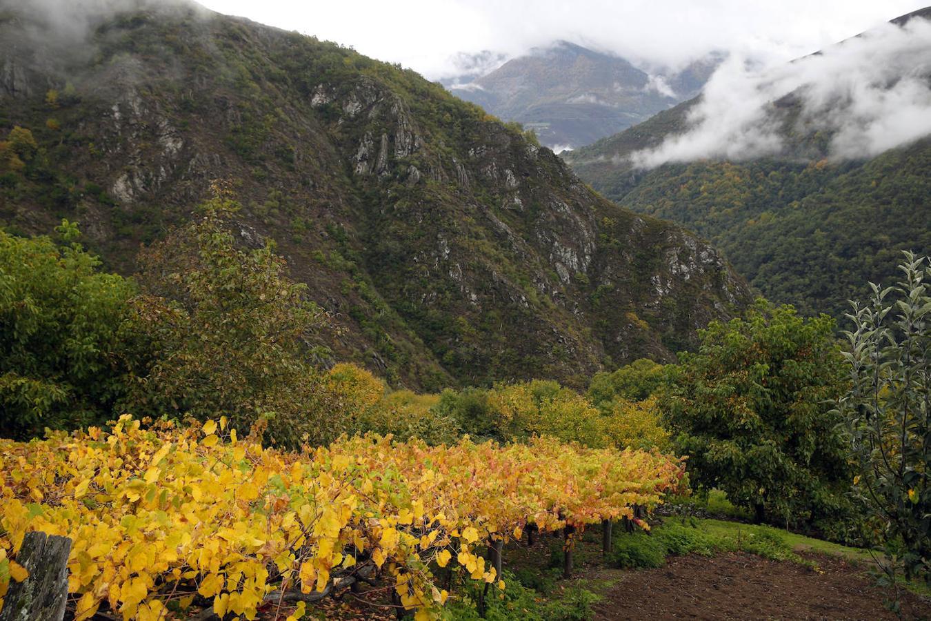 Bosque de Muniellos (Asturias).