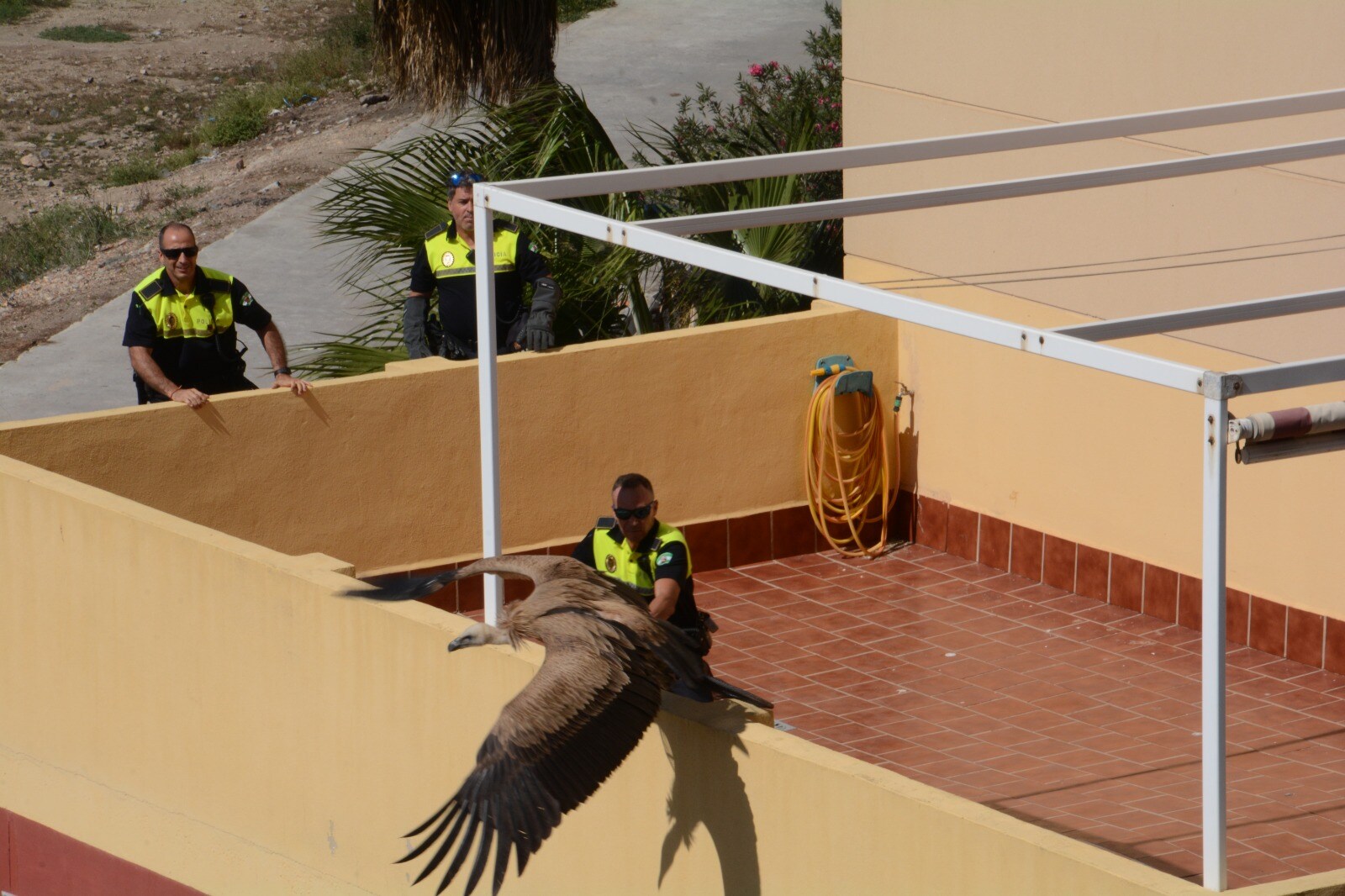 Agentes del GRUPRONA (Grupo de Protección de la Naturaleza de la Policía Local de Málaga) intentaron rescatar al animal de grandes dimensiones pero según los vecinos, al final acabó huyen en dirección a la desembocadura del Guadalhorce.