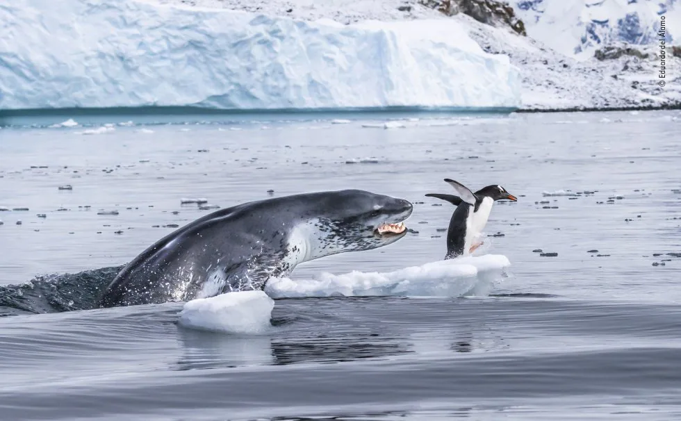 Categoría Comportamiento Animal: If penguins could fly. Un pingüino 'gentoo', el nadador subacuático más rápido de todos los pingüinos, huye para salvar su vida cuando una foca leopardo sale del agua.