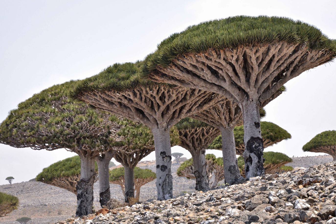 Socotra (Yemen) | Una isla con fama de encantada, por su vegetación propia de un sueño y animales que parecen irreales. Tanto que cuenta con 700 especies únicas en el mundo y es Patrimonio de la Humanidad de la Unesco desde el año 2008.