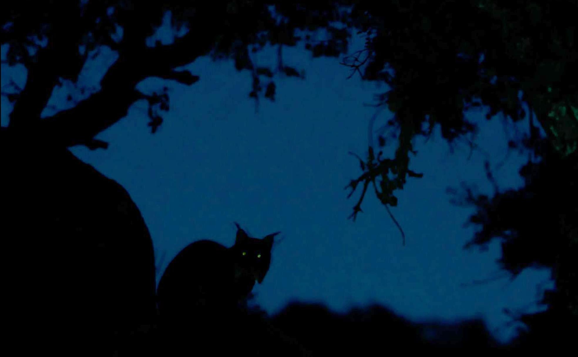 'El fantasma' es el título de la foto ganadora del concurso. Se trata de un lince ibérico de la Sierra de Andújar en el crepúsculo. 