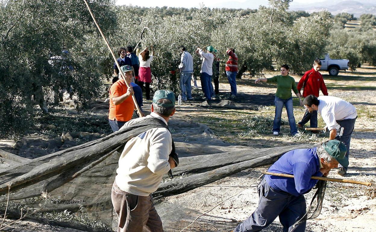Jornaleros en la campaña del olivo 
