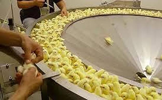 Expertos sexadores separan los polluelos por sexos.