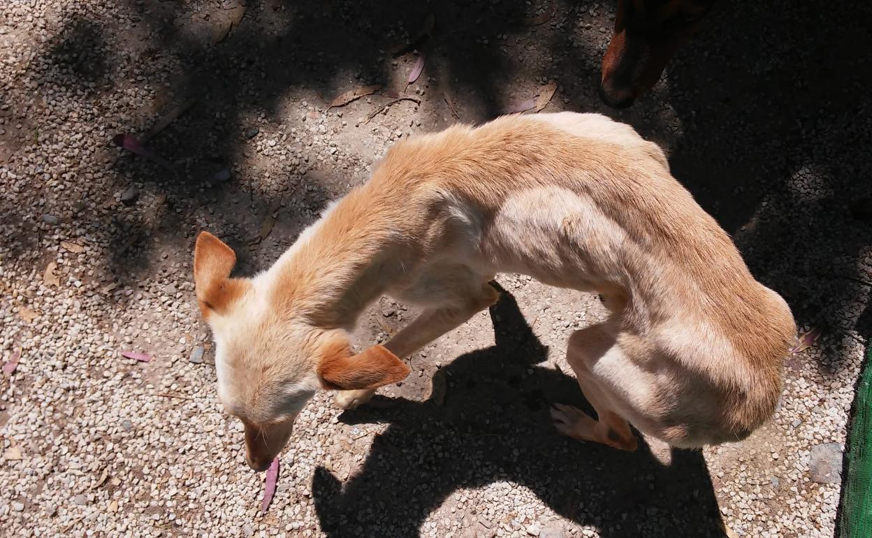 Estado del perro un mes después de ser rescatado, antes de morir. 