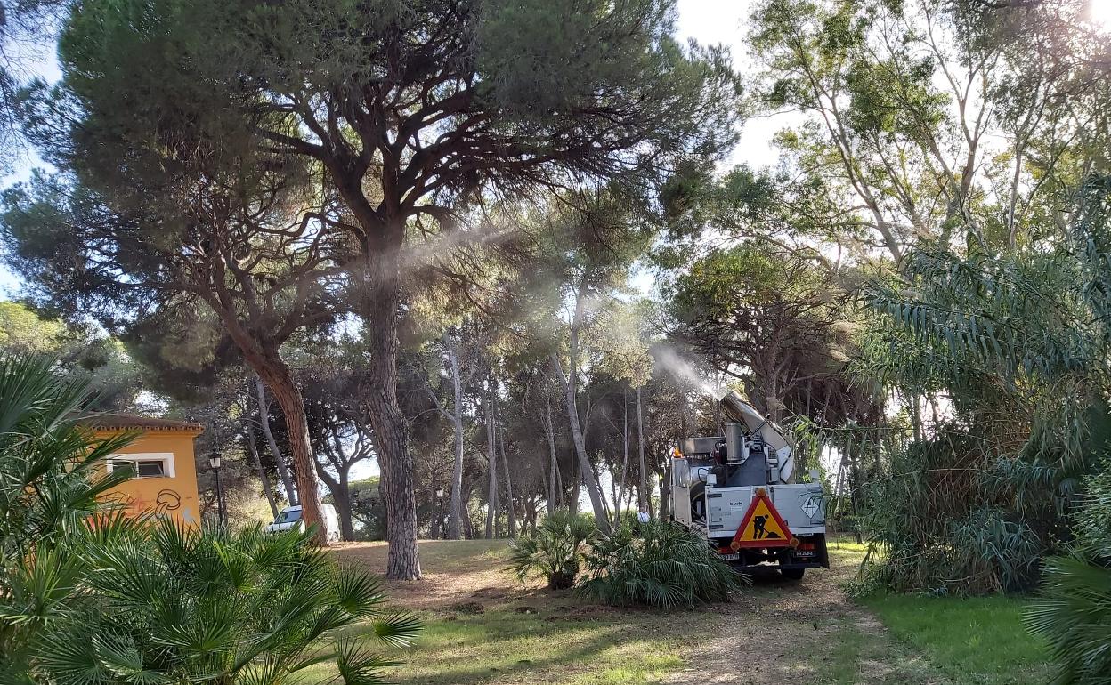 Pulverización sobre los pinos del Parque Vigil de Quiñones este pasado mes de octubre. 