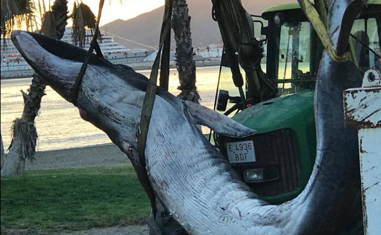 La cría de ballena sin vida, ya fuera del agua en la zona del paseo marítimo esta tarde. 