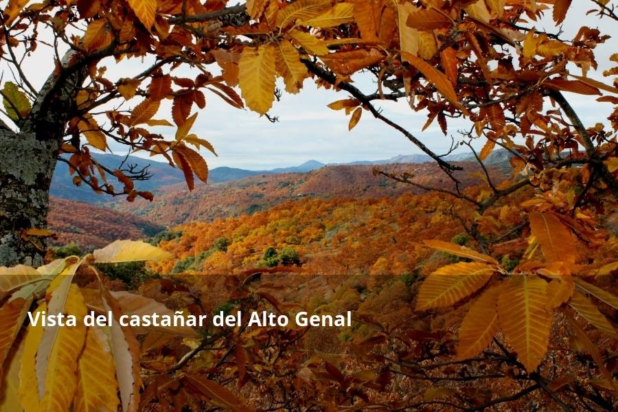 Tan espectacular como efímero. El Bosque de Cobre llega este fin de semana a sus últimas horas. Las postales idílicas del otoño de buena parte del Valle del Genal tienen una intensa, pero breve duración gracias a esos colores ocres que proporcionan sobre todo las hojas caducas de los castaños. En el triángulo que formarían los pueblos de Pujerra, Igualeja y Parauta se concentra la mayor parte de este fenómeno estacional, que arrancó hace apenas dos semanas. Eso sí, también hay importantes castañares en su entorno más inmediato, como ocurre en Jubrique, Genalguacil, Júzcar, Cartajima o Faraján. También conviene alejarse un poco para tener una perspectiva más general del color ocre del otoño en el Genal. Así, se puede ver bien desde Alpandeire, Atajate, Benadalid, Benalauría, Algatocín o Benarrabá. Los contrastes entre los colores verdes de otras arboledas o las sierras calizas del entorno son otros alicientes cromáticos para disfrutar de lo que queda este año del Bosque de Cobre.