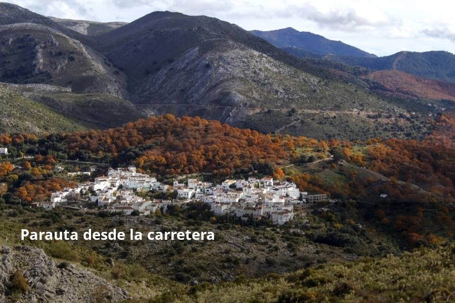 Tan espectacular como efímero. El Bosque de Cobre llega este fin de semana a sus últimas horas. Las postales idílicas del otoño de buena parte del Valle del Genal tienen una intensa, pero breve duración gracias a esos colores ocres que proporcionan sobre todo las hojas caducas de los castaños. En el triángulo que formarían los pueblos de Pujerra, Igualeja y Parauta se concentra la mayor parte de este fenómeno estacional, que arrancó hace apenas dos semanas. Eso sí, también hay importantes castañares en su entorno más inmediato, como ocurre en Jubrique, Genalguacil, Júzcar, Cartajima o Faraján. También conviene alejarse un poco para tener una perspectiva más general del color ocre del otoño en el Genal. Así, se puede ver bien desde Alpandeire, Atajate, Benadalid, Benalauría, Algatocín o Benarrabá. Los contrastes entre los colores verdes de otras arboledas o las sierras calizas del entorno son otros alicientes cromáticos para disfrutar de lo que queda este año del Bosque de Cobre.