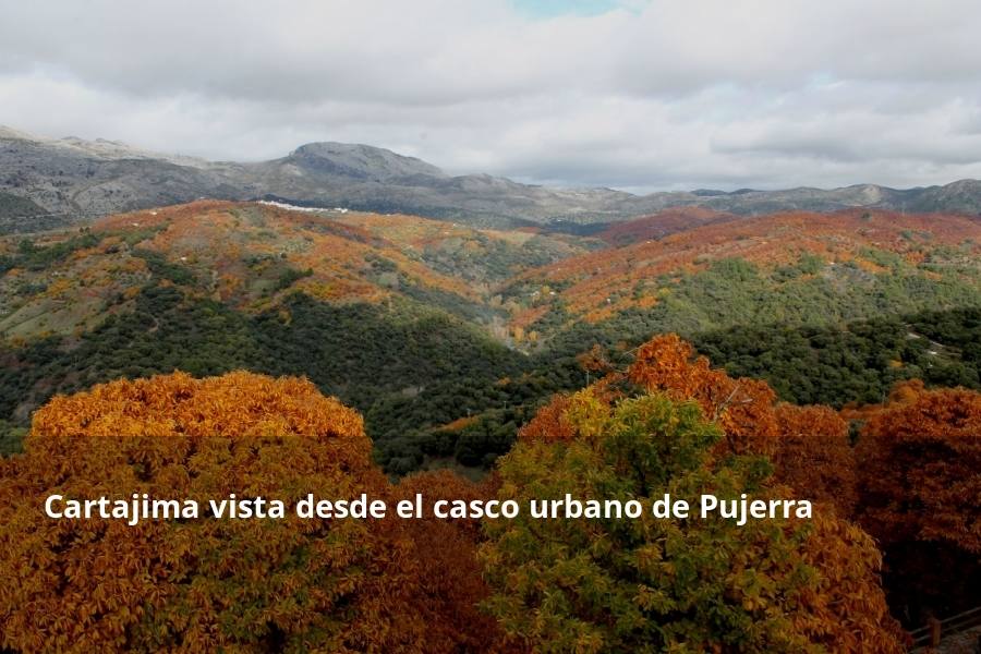 Tan espectacular como efímero. El Bosque de Cobre llega este fin de semana a sus últimas horas. Las postales idílicas del otoño de buena parte del Valle del Genal tienen una intensa, pero breve duración gracias a esos colores ocres que proporcionan sobre todo las hojas caducas de los castaños. En el triángulo que formarían los pueblos de Pujerra, Igualeja y Parauta se concentra la mayor parte de este fenómeno estacional, que arrancó hace apenas dos semanas. Eso sí, también hay importantes castañares en su entorno más inmediato, como ocurre en Jubrique, Genalguacil, Júzcar, Cartajima o Faraján. También conviene alejarse un poco para tener una perspectiva más general del color ocre del otoño en el Genal. Así, se puede ver bien desde Alpandeire, Atajate, Benadalid, Benalauría, Algatocín o Benarrabá. Los contrastes entre los colores verdes de otras arboledas o las sierras calizas del entorno son otros alicientes cromáticos para disfrutar de lo que queda este año del Bosque de Cobre.