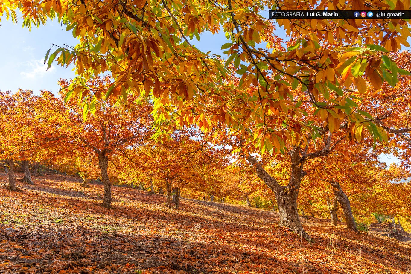 Los tonos ocres, cobrizos y dorados se apoderan, durante estos días de otoño, de los castaños