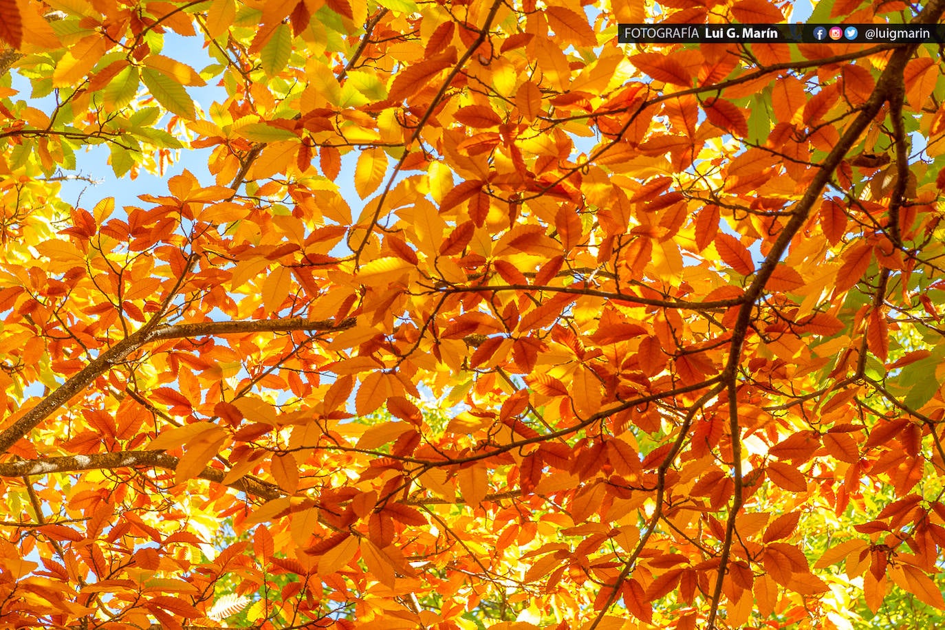 Los tonos ocres, cobrizos y dorados se apoderan, durante estos días de otoño, de los castaños