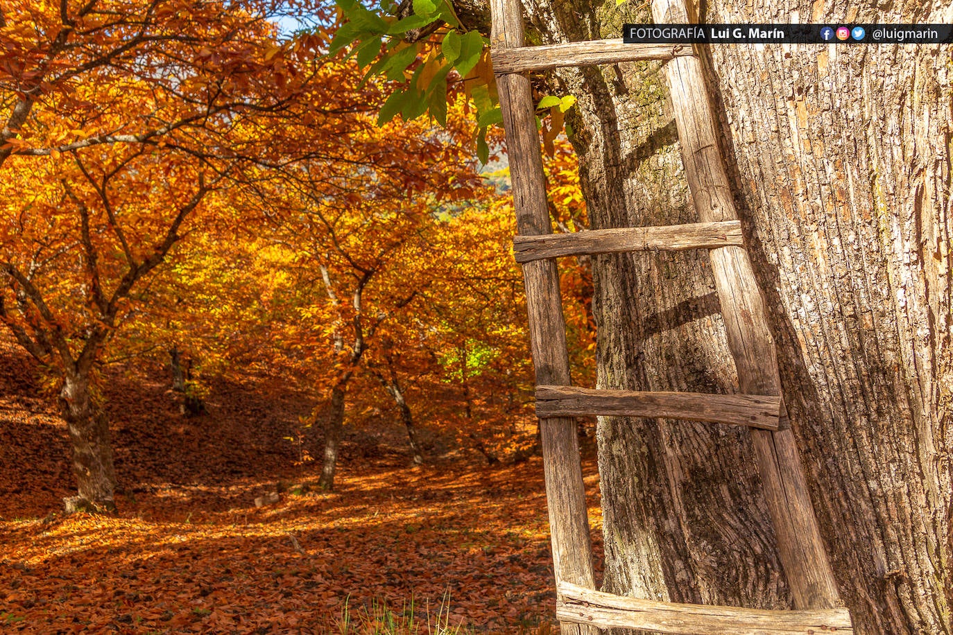 Los tonos ocres, cobrizos y dorados se apoderan, durante estos días de otoño, de los castaños