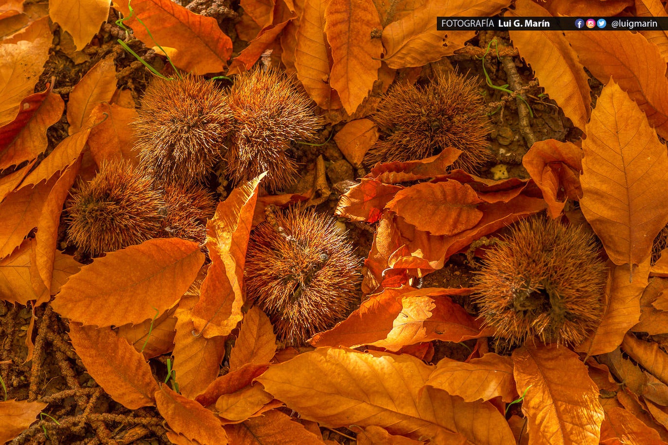Los tonos ocres, cobrizos y dorados se apoderan, durante estos días de otoño, de los castaños