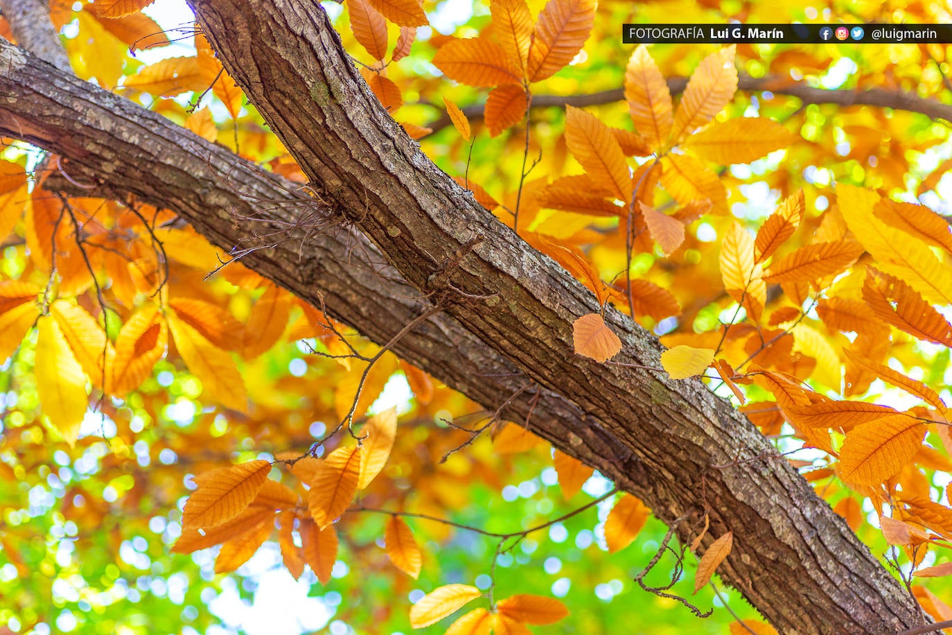 Los tonos ocres, cobrizos y dorados se apoderan, durante estos días de otoño, de los castaños