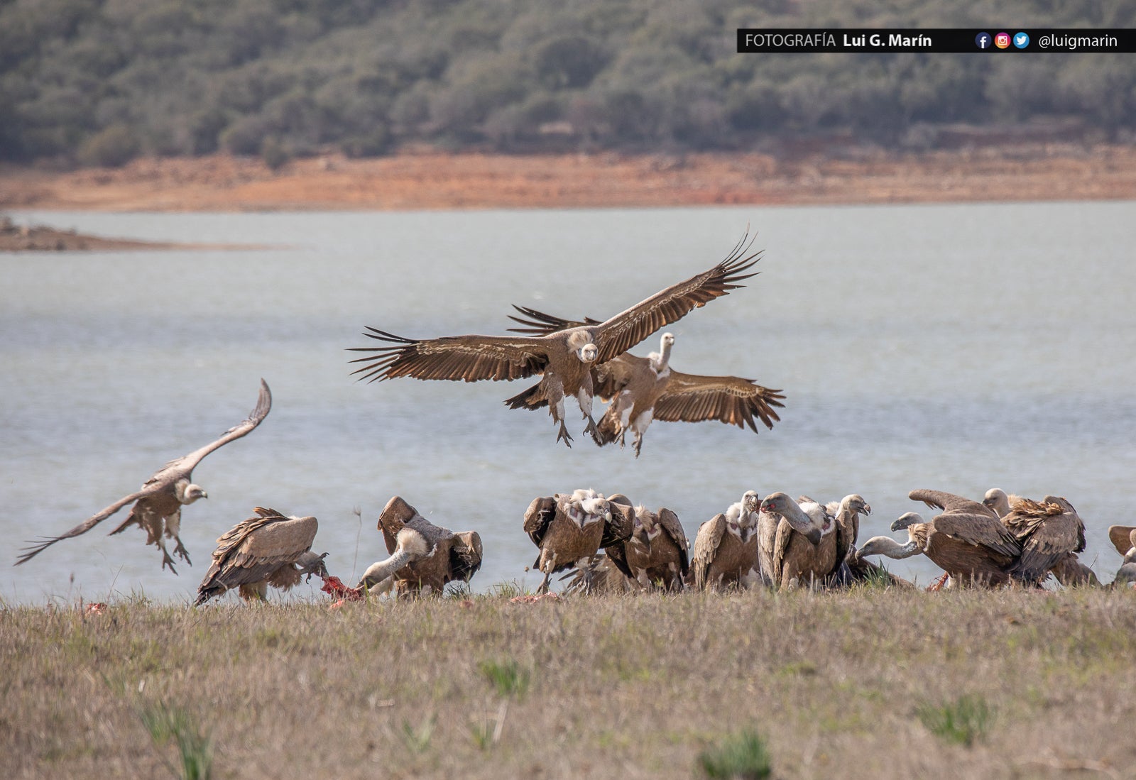 «Estas imágenes las tomé en las inmediaciones de Benalup-Casas Viejas,, provincia de Cádiz, pero los animales se mueven con total indiferencia a las fronteras humanas, y se dejan ver también por territorio malagueño»