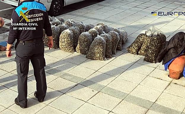 Desmantelan una red internacional que introducía almeja contaminada en España