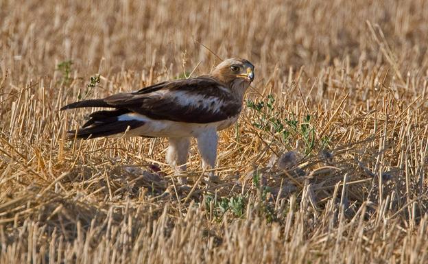 Águila calzada en una zona de cultivo. 