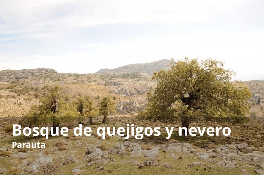 Aunque el pueblo de Parauta tiene buena parte de su territorio en el Valle del Genal, también participa del parque natural de la Sierra de las Nieves. No en vano, cuenta con uno de los enclaves más espectaculares: un bosque de quejigos y uno de los neveros que aún se conservan en la provincia de Málaga. En esta zona, destaca especialmente el enclave conocido como el Puerto de los Pilones, donde se pueden ver espectaculares ejemplares de quejigo, un árbol de la familia de los 'quercus', que tiene su hábitat por encima de los mil metros de altitud sobre el nivel del mar.