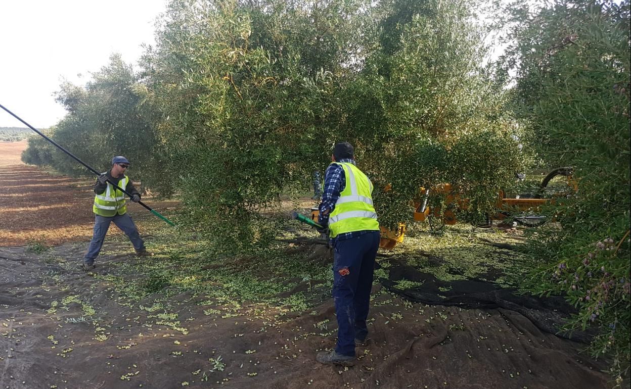 Las organizaciones agrarias consideran «dramática» la coyuntura del aceite de oliva, con precios en caída libre desde hace dos campañas. 