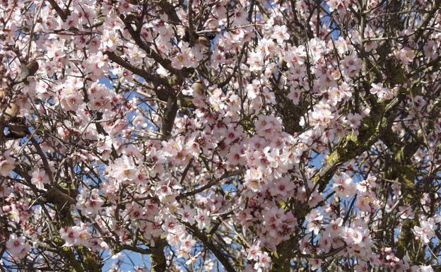 El pueblo de Arenas es uno de los más idóneos para disfrutar de esta floración