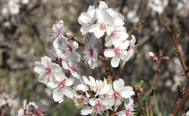 Flores de almendro en Totalán.