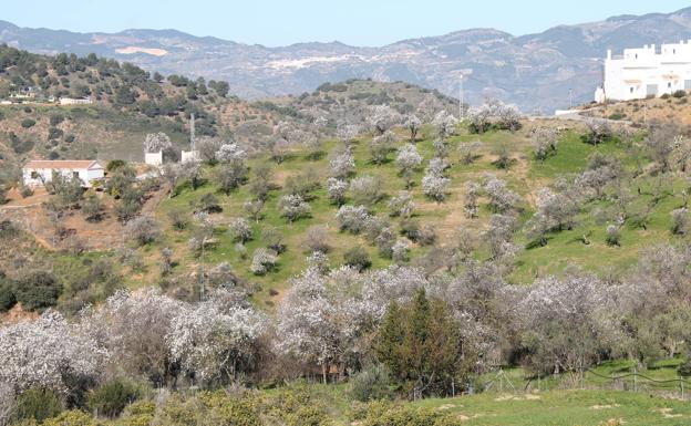 Almendros en flor y olivo en el camino que va a Puerto Chiribenítez