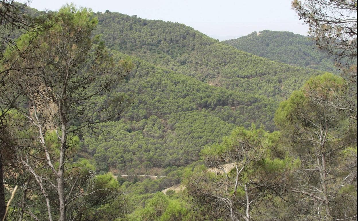 Uno de los espacios forestales con los que cuenta Andalucía y que será objeto de mejora y ampliación con el nuevo plan de la Junta. 