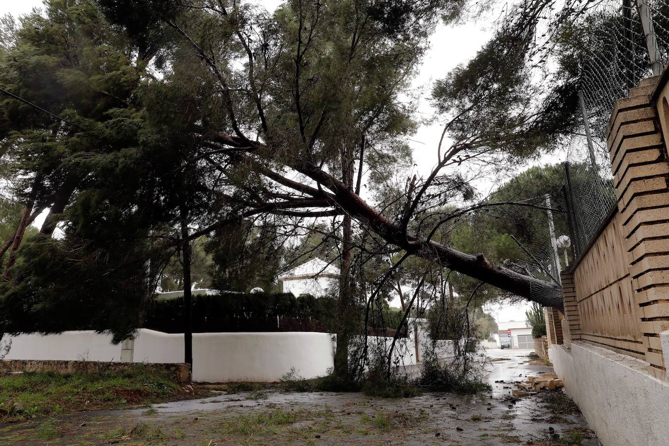 Vista de un árbol caído por los fuertes vientos del temporal Gloria en la localidad alicantina de Javea