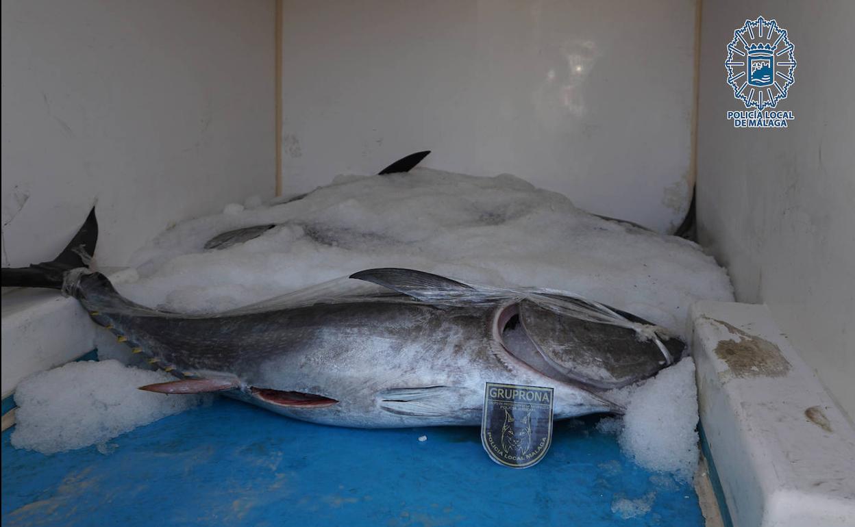 Sorprendido con 220 kilos de atún rojo carente de documentación en un camión frigorífico en Málaga