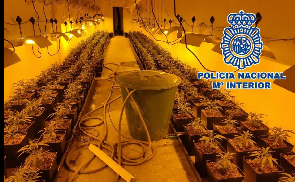 Desmantelado un laboratorio de marihuana en un polígono industrial de San Luis