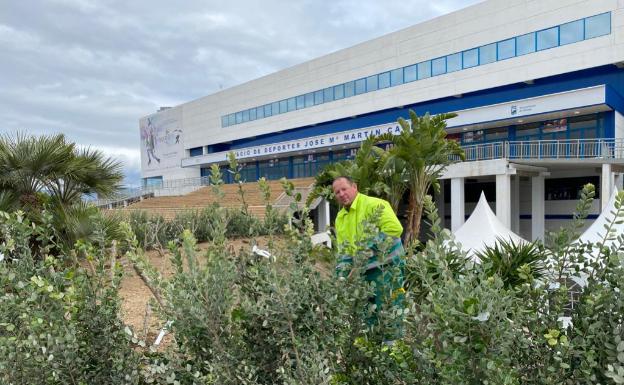 Todo el perímetro del Martín Carpena está plantado de metrosideros.