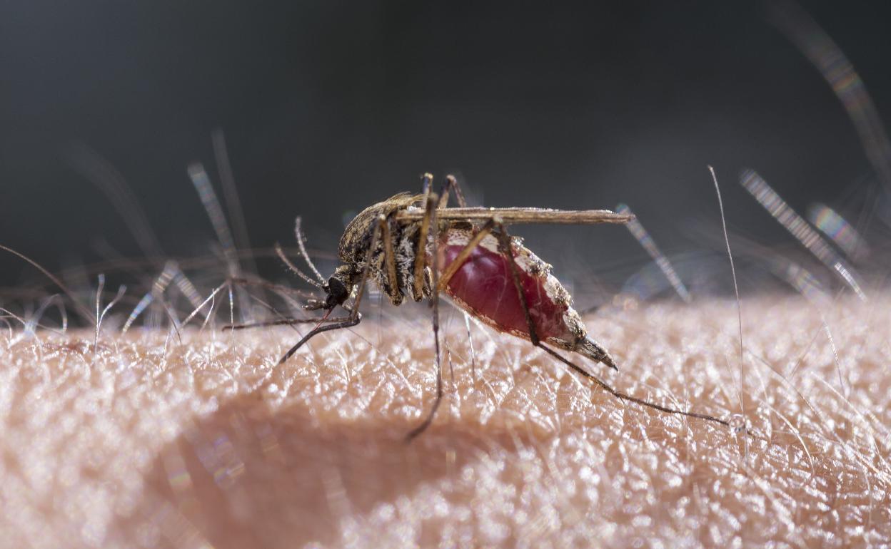 Los mosquitos acechan en Málaga en pleno invierno
