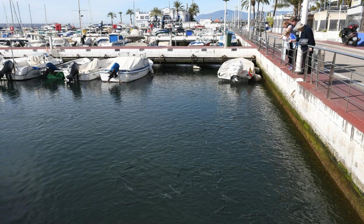 Visitantes observan los peces, ayer en el puerto deportivo