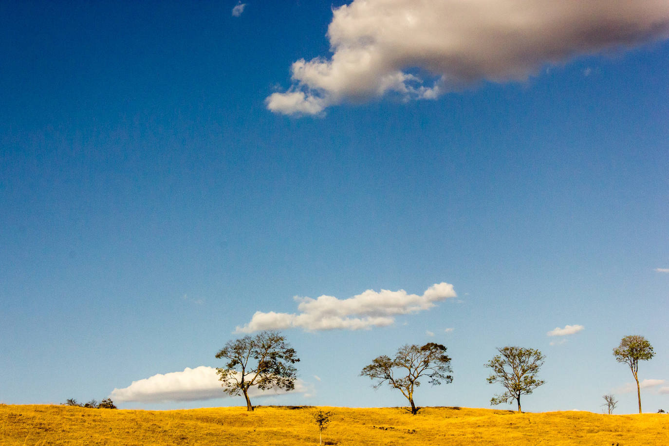 La sabana boscosa de El Cerrado (Brasil) se considera la pradera tropical con más biodiversidad en forma de flora del planeta. En ella conviven al menos 8.500 especies de plantas vasculares.