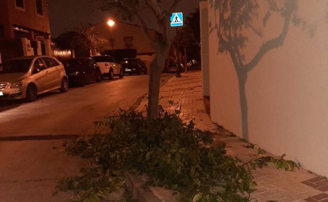 Los restos de una poda, abandonados en mitad de la acera de Puerto de la torre